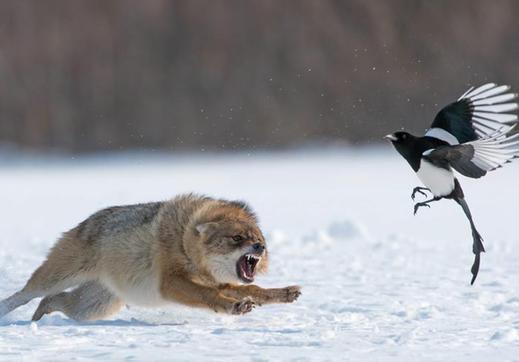 你需要通过好的交易策略像捕食者一样交易,而不是猎物